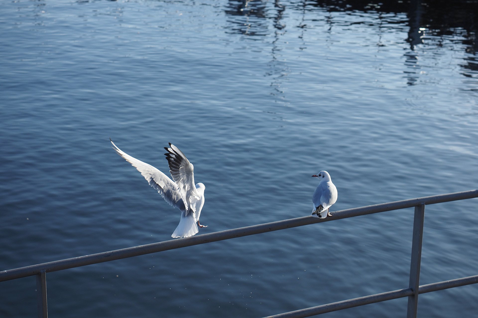 Olympus OM-D E-M1 Mark II: C-AF+Tracking, Bild 26